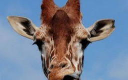 Meine Liebling Tiere